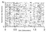 neuron activity