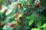 spider web