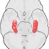 hippocampus