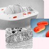 mitochondria