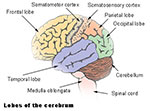 brain lobes