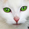 a cat with green eyes