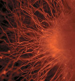 neuron developed from stem cells