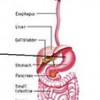 gastrointestinal tract