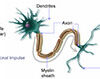 neuronal synapse
