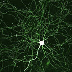 neuronal connections