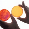 Research Practices Must Change To Minimize Fraud And Deception petri dishes