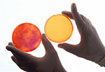 petri dishes