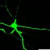 Lateral habenula neuron