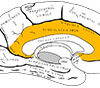 cingulate gyrus