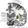Insula