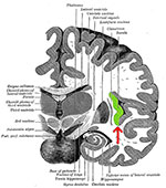 Insula