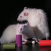 rats with toys