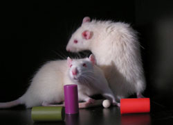 rats-with-objects-of-interest rats with toys