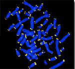 telomeres