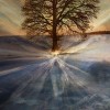 tree of truth