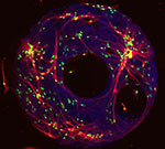 brain cell network