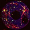 Zerinque brain cell model
