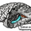hippocampus