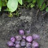 purple potatoes