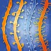 dendritic spines